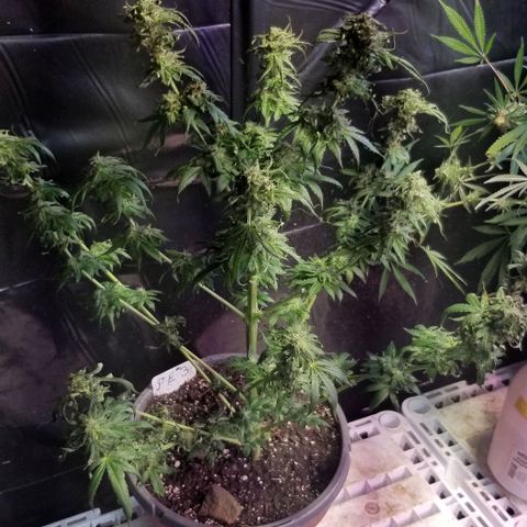 Pineapple Express  growlog photo: PE3 seeded.