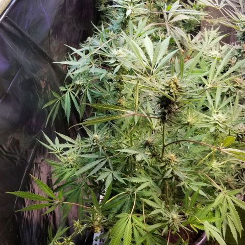 Jr Mints x MAC1 growlog photo: Mac10 clone seeded with PE.