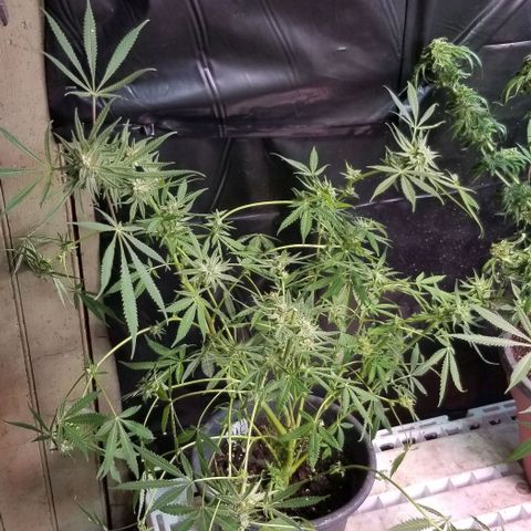 Jr Mints x MAC1 growlog photo: Mac10 clone seeded with PE.