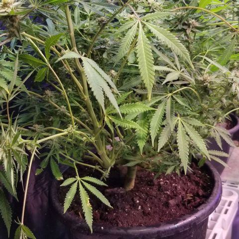 Jr Mints x MAC1 growlog photo: Mac10 clone seeded with PE.