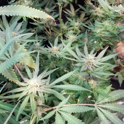 Jr Mints x MAC1 growlog photo: Clones. Small one revegged .