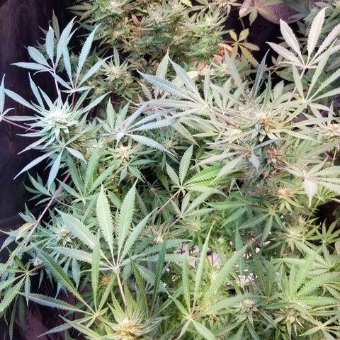 Jr Mints x MAC1 growlog photo: Clones. Small one revegged .