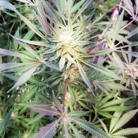 Jr Mints x MAC1 growlog photo: Clones. Small one revegged .