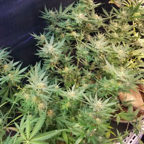 Jr Mints x MAC1 growlog photo: Clones. Small one revegged .