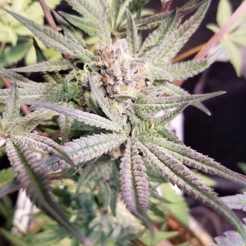 Jr Mints x MAC1 growlog photo: Lemonchello 
