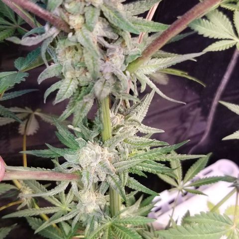 Jr Mints x MAC1 growlog photo: Lemonchello 