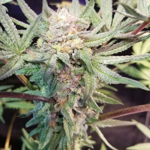 Jr Mints x MAC1 growlog photo: Lemonchello 