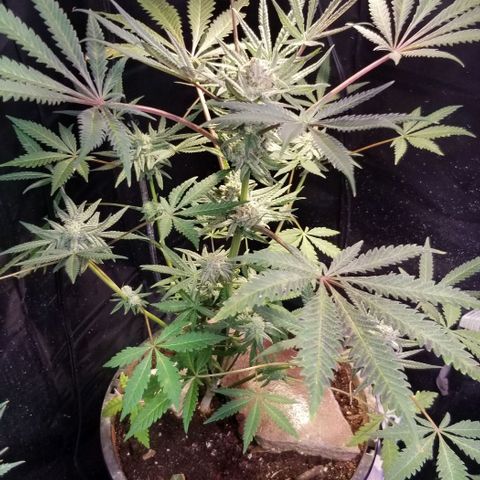 Jr Mints x MAC1 growlog photo: Lemonchello 