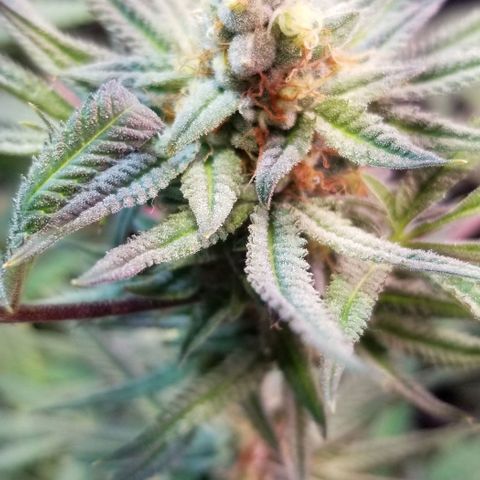 Jr Mints x MAC1 growlog photo: Lemonchello 