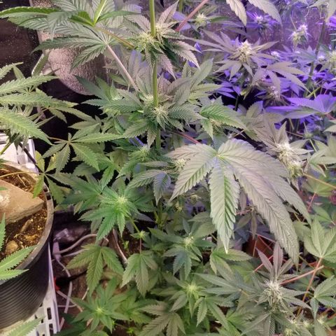 GMO x Purple Sweets growlog photo: Vanilla Frosting 