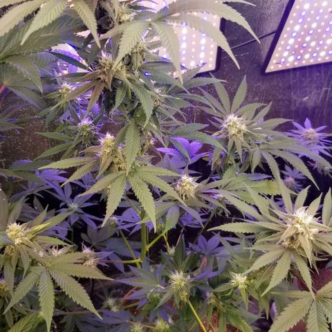 GMO x Purple Sweets growlog timeline photo