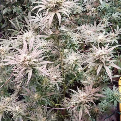 Pineapple Express  growlog timeline photo
