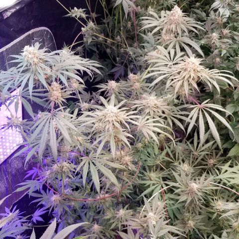 Pineapple Express  growlog timeline photo