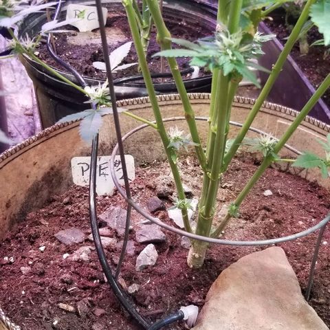 Pineapple Express  growlog timeline photo
