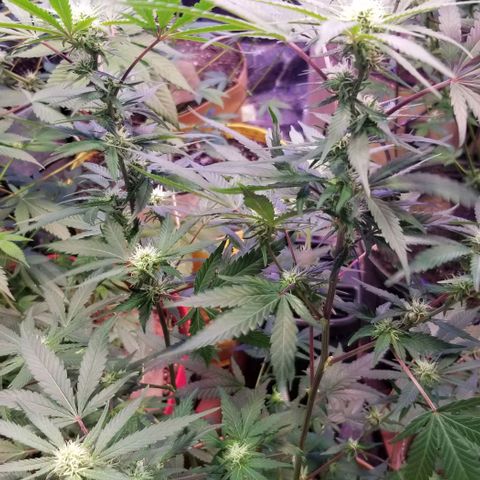 Jr Mints x MAC1 growlog photo: 5 gal bag. Reveg clones.