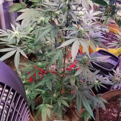 Jr Mints x MAC1 growlog photo: 5 gal bag. Reveg clones.