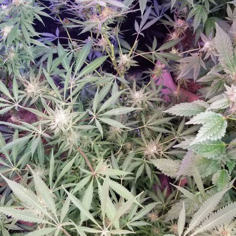 Jr Mints x MAC1 growlog photo: Windowsill box. 2 clones. 