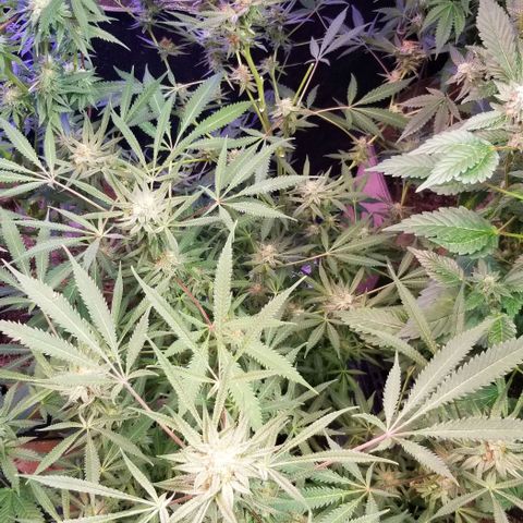 Jr Mints x MAC1 growlog photo: Windowsill box. 2 clones. 