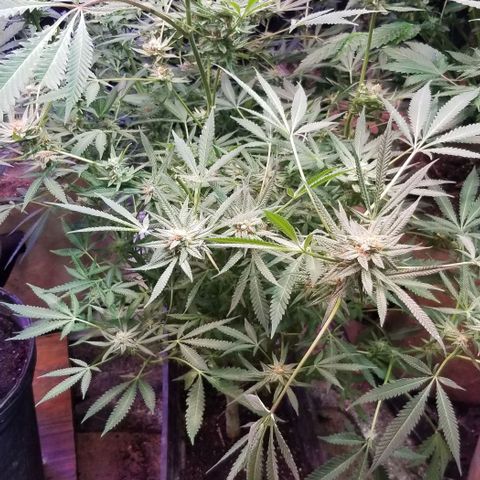 Jr Mints x MAC1 growlog photo: Windowsill box. 2 clones. 