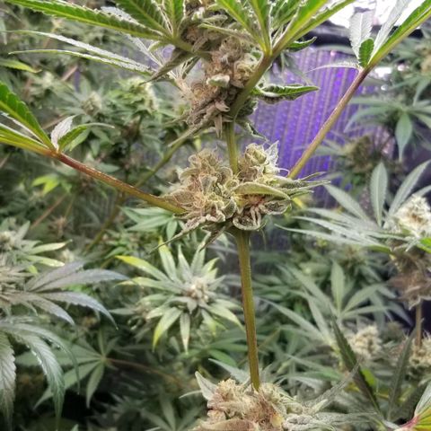 Jr Mints x MAC1 growlog photo: Jr Mint BBC MAC1.