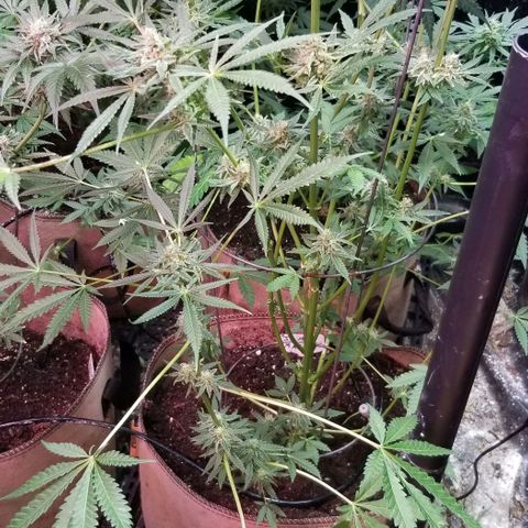 Jr Mints x MAC1 growlog photo: Jr Mint BBC MAC1.
