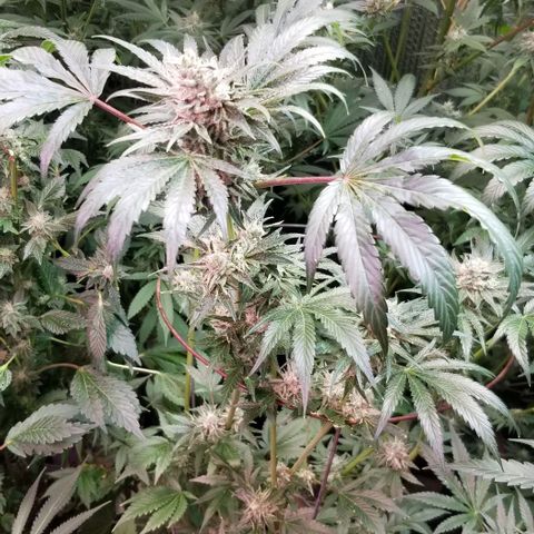 Apex growlog timeline photo