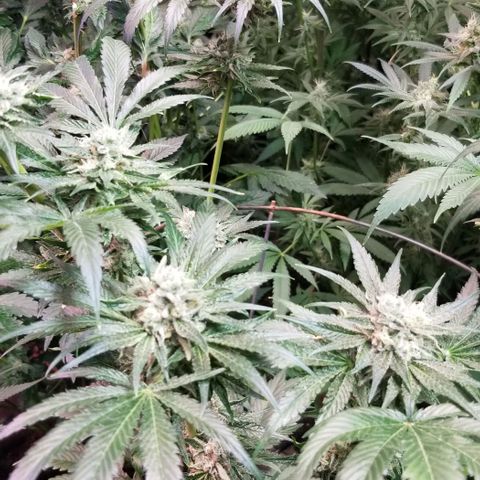 Apex growlog timeline photo