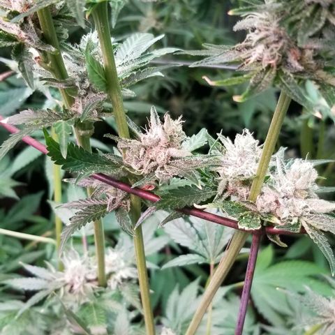 Apex growlog timeline photo