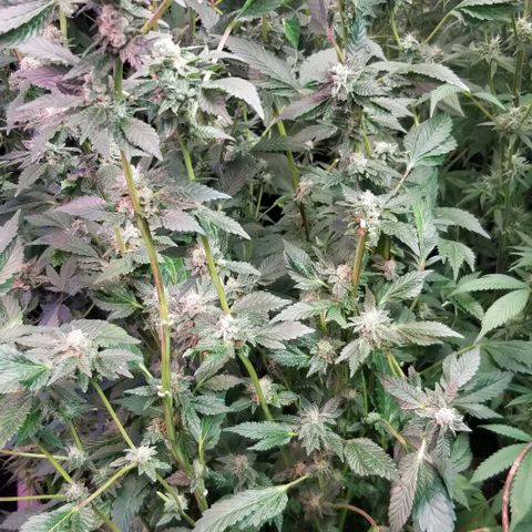 Dosidos Fortune Cookies growlog timeline photo