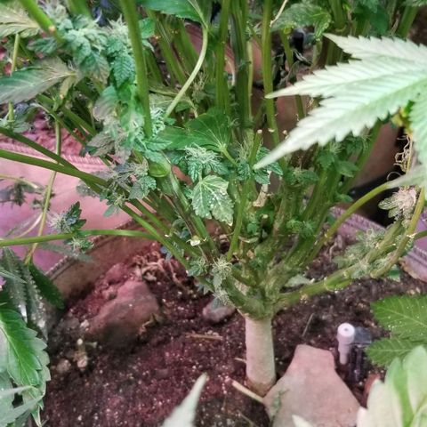 Dosidos Fortune Cookies growlog timeline photo