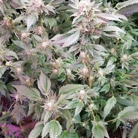 Dosidos Fortune Cookies growlog timeline photo