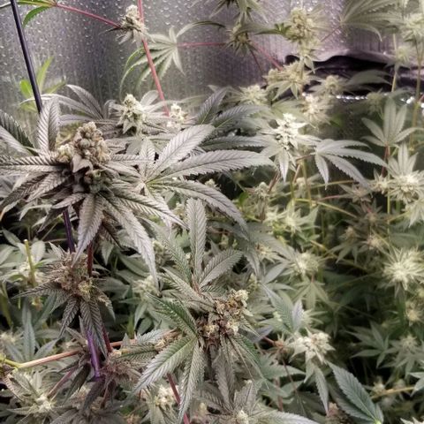 BBC x MAC1 growlog timeline photo