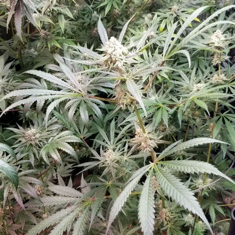 BBC x MAC1 growlog photo: Jr Mint BBC 