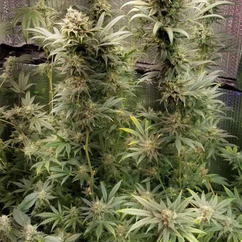 Sour Diesel growlog timeline photo