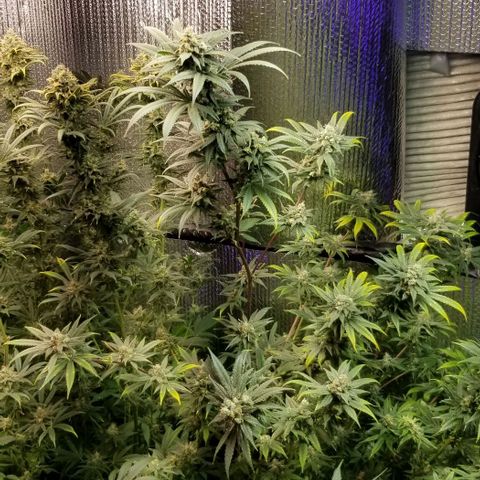 Sour Diesel growlog timeline photo