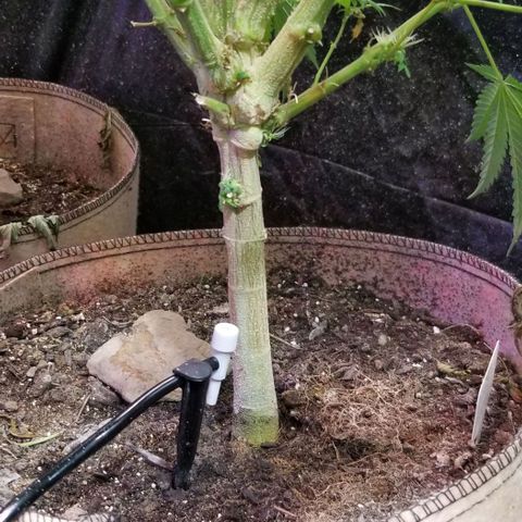 Sour Diesel growlog timeline photo