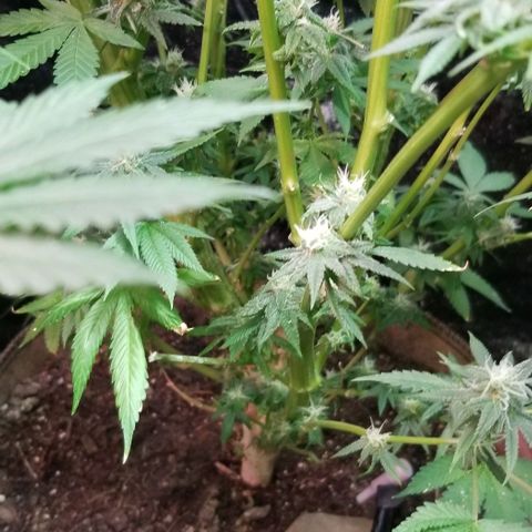 Sour Diesel growlog timeline photo