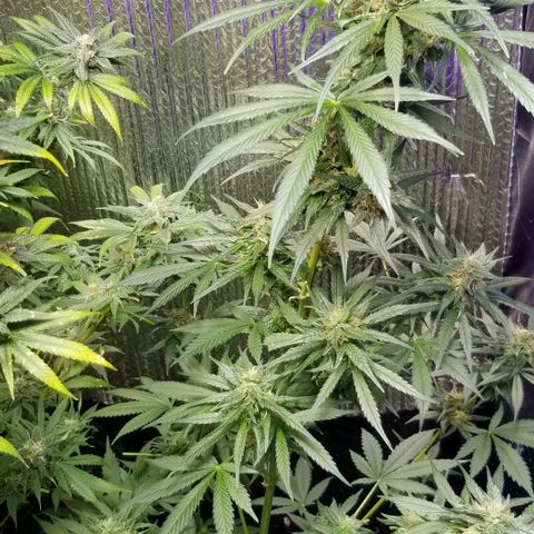 GMO x Purple Sweets growlog photo: Slusherz 