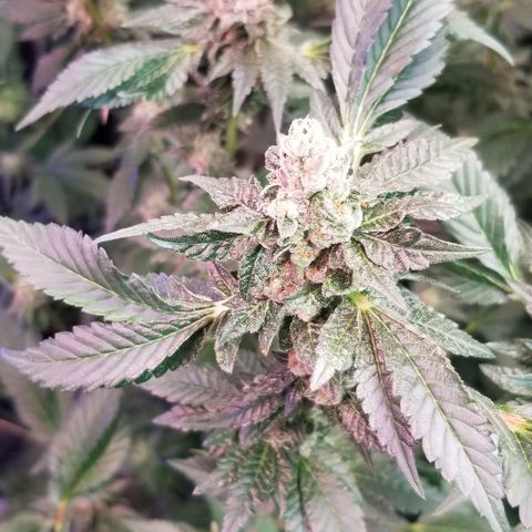 Dosidos Fortune Cookies growlog timeline photo