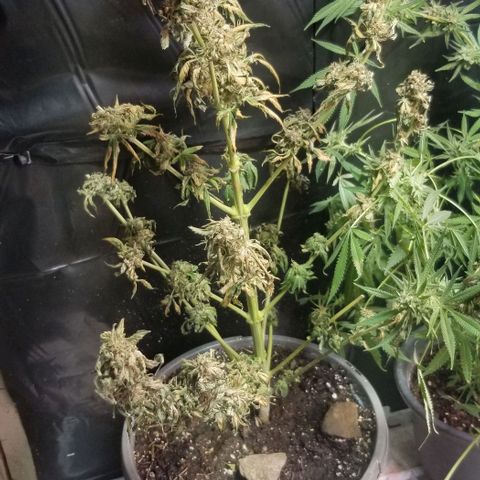 Pineapple Express  growlog photo: PE3 got cold. Seeded 
