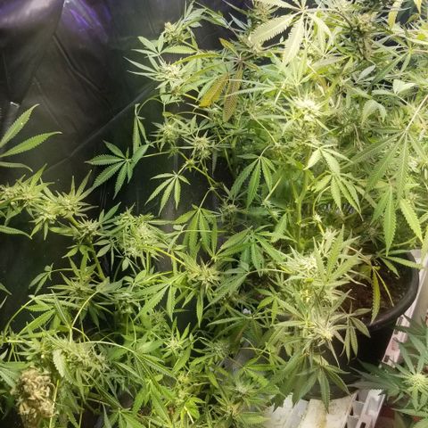 Jr Mints x MAC1 growlog timeline photo