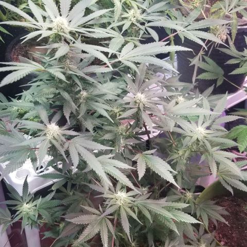 Jr Mints x MAC1 growlog timeline photo