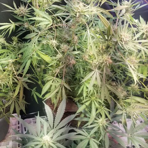 Jr Mints x MAC1 growlog timeline photo