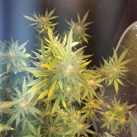 Jr Mints x MAC1 growlog timeline photo