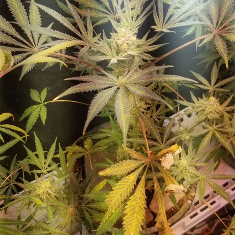 Jr Mints x MAC1 growlog photo: Jr Mint Lemon Cello cross 