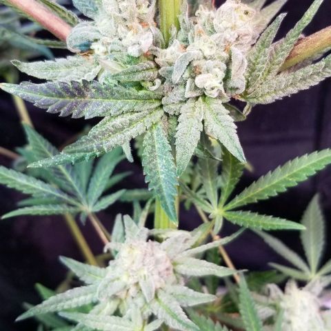 Jr Mints x MAC1 growlog photo: Jr Mint Lemon Cello cross 