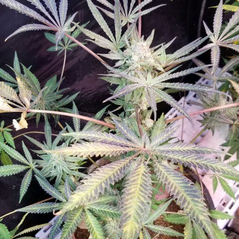 Jr Mints x MAC1 growlog photo: Jr Mint Lemon Cello cross 
