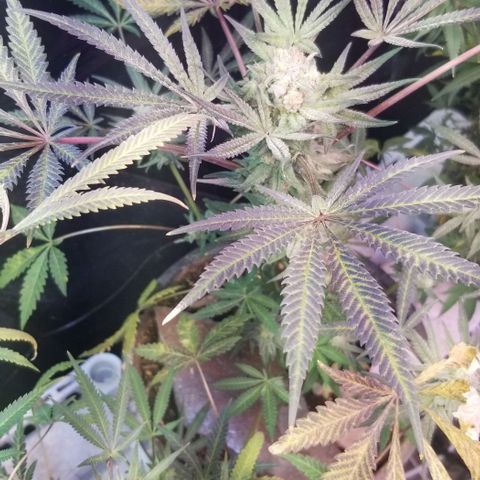Jr Mints x MAC1 growlog photo: Jr Mint Lemon Cello cross 