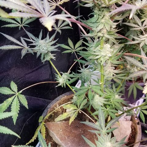 Jr Mints x MAC1 growlog photo: Jr Mint Lemon Cello cross 