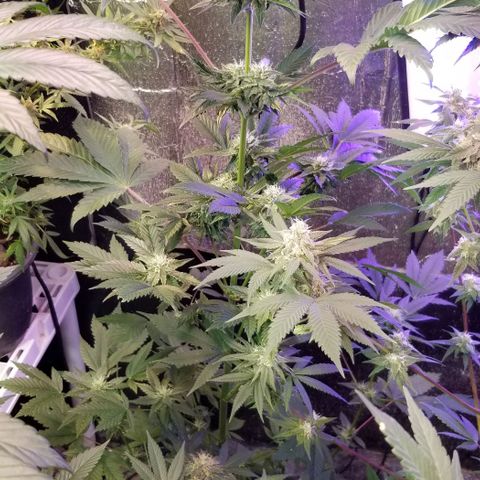 GMO x Purple Sweets growlog photo: Vanilla Frosting 